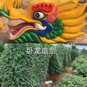 造型菊花