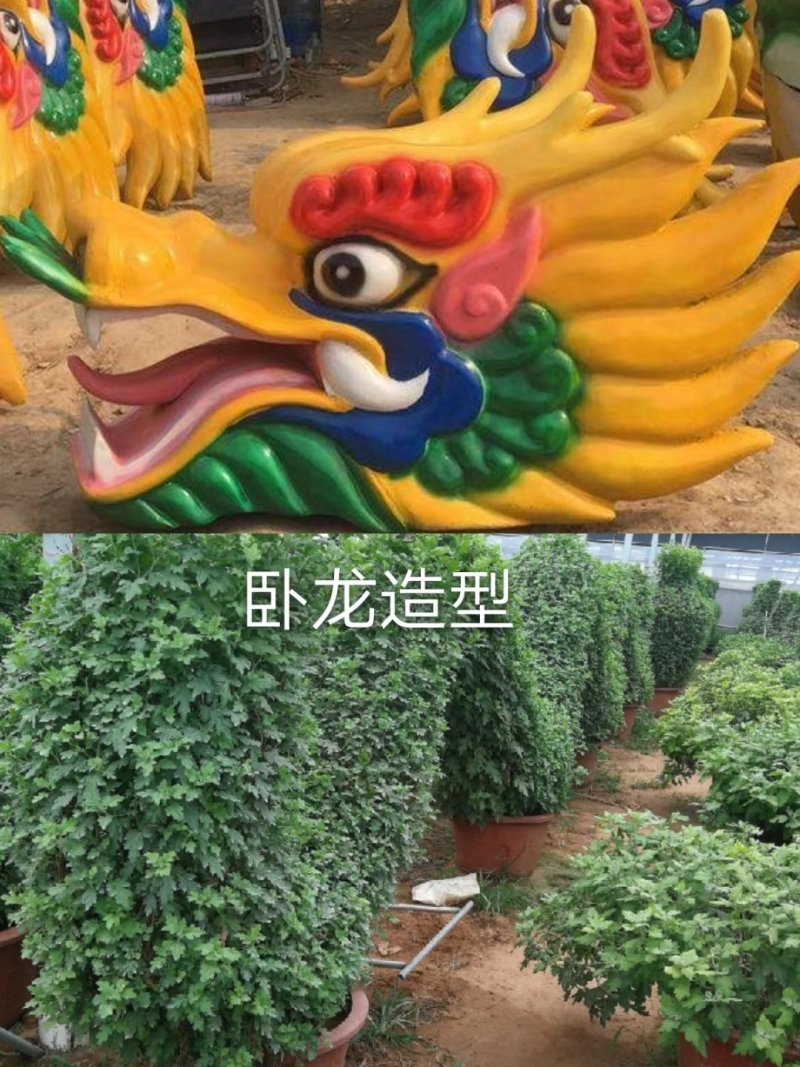 造型菊花