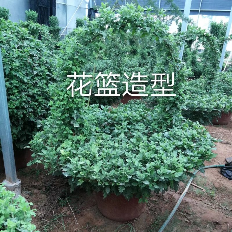 造型菊花