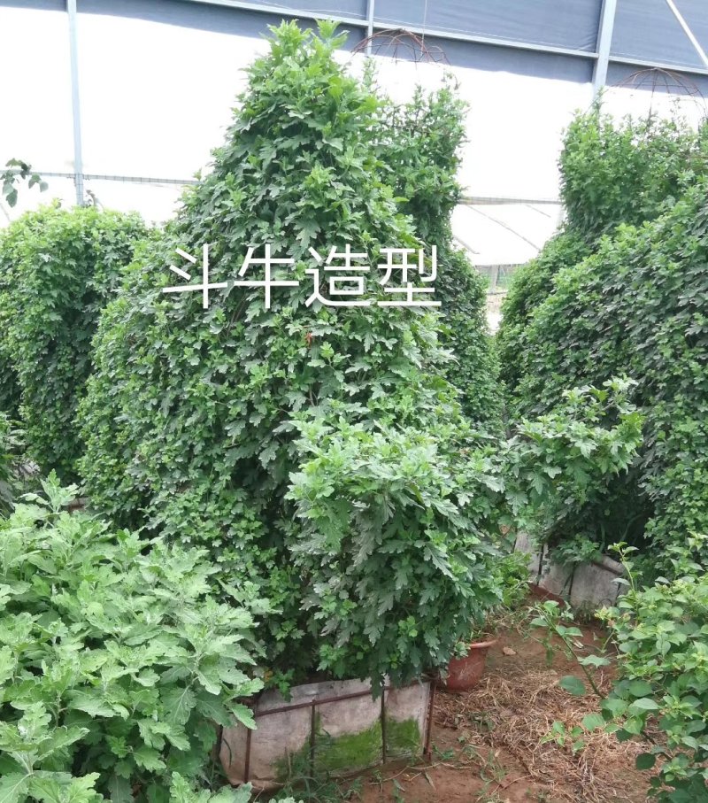 造型菊花