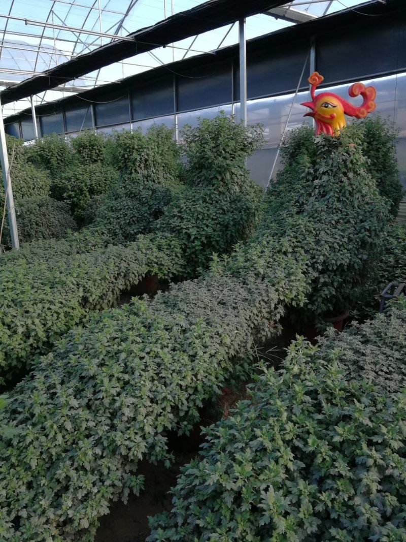 造型菊花
