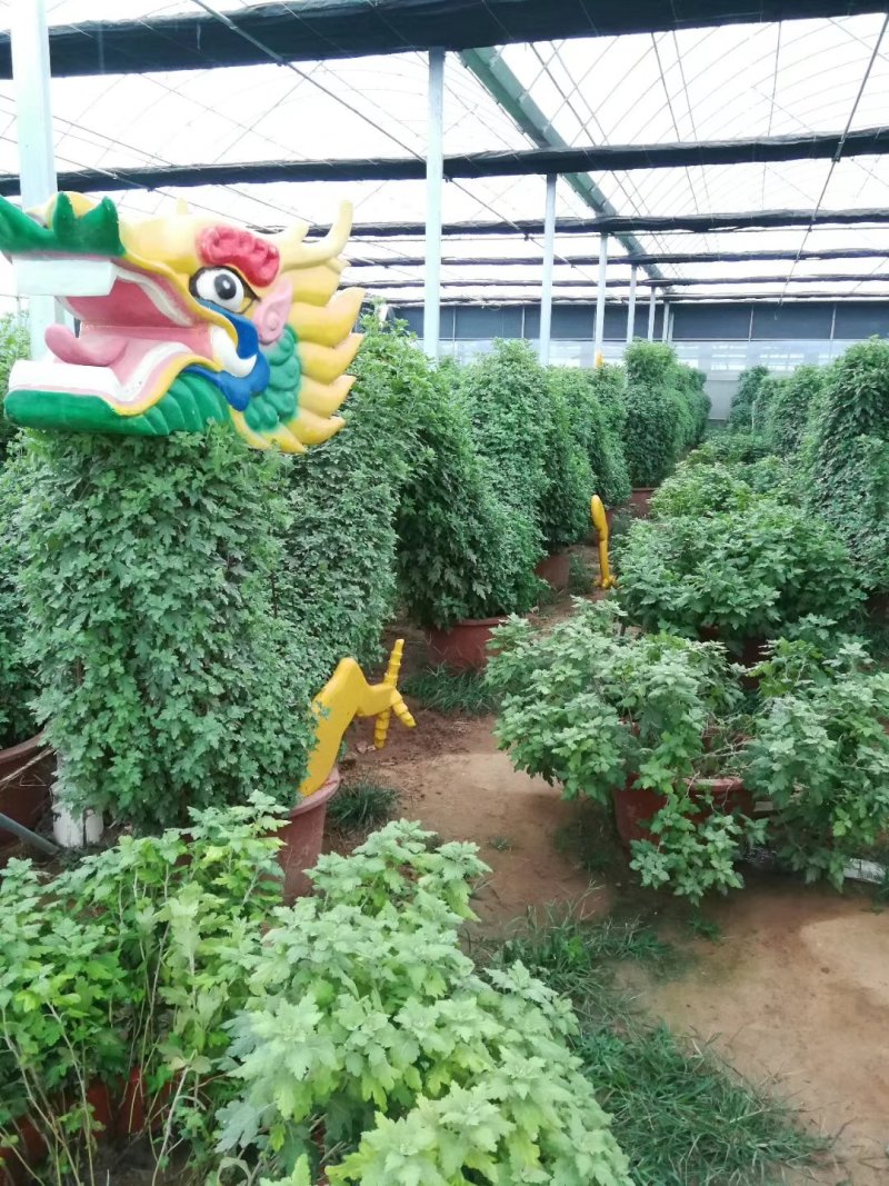造型菊花