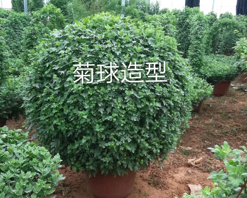 造型菊花