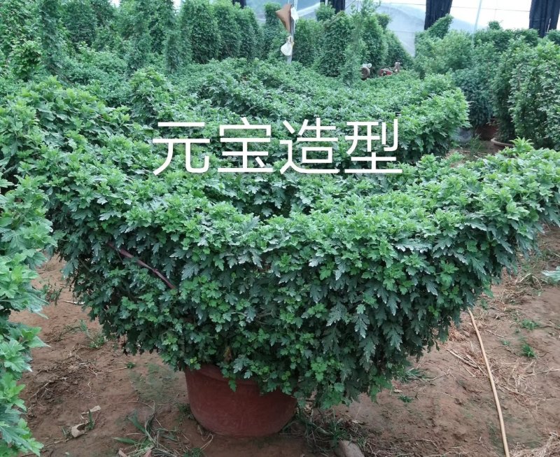 造型菊花