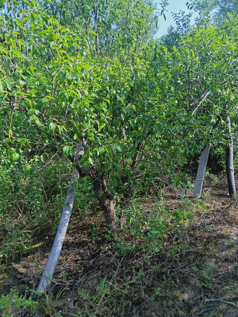 枣树，占地枣树，8-10公分枣树价格