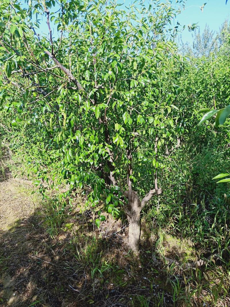 枣树，占地枣树，8-10公分枣树价格
