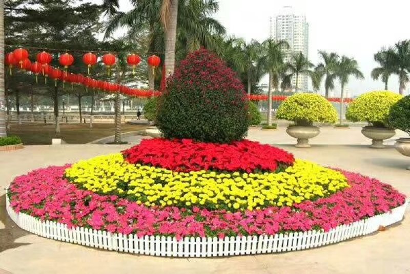 青州绿化苗木基地直销