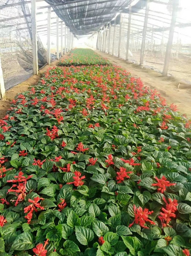 青州绿化苗木基地直销