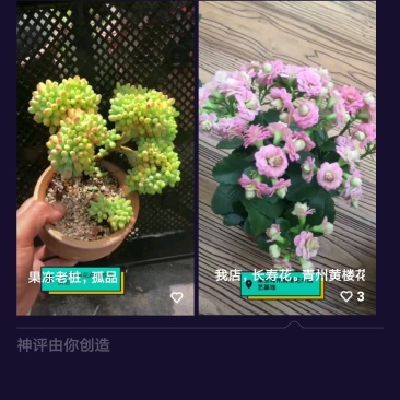 青州黄楼花卉园艺基地直销