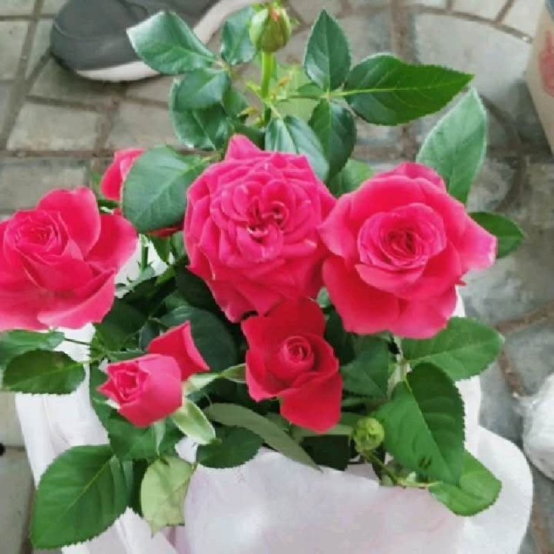 青州黄楼花卉园艺基地直销