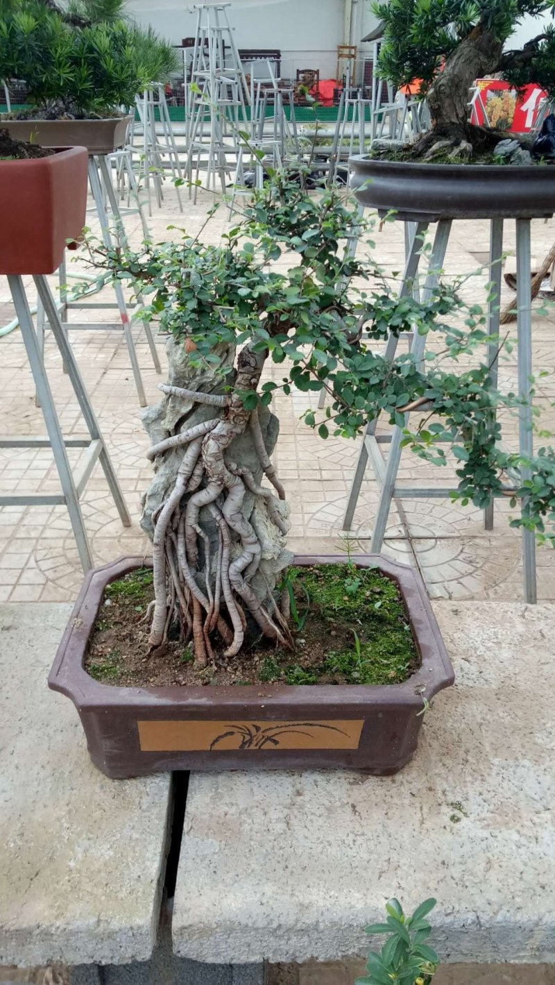 青州黄楼花卉园艺基地直销