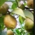 本人有大量白花油茶苗