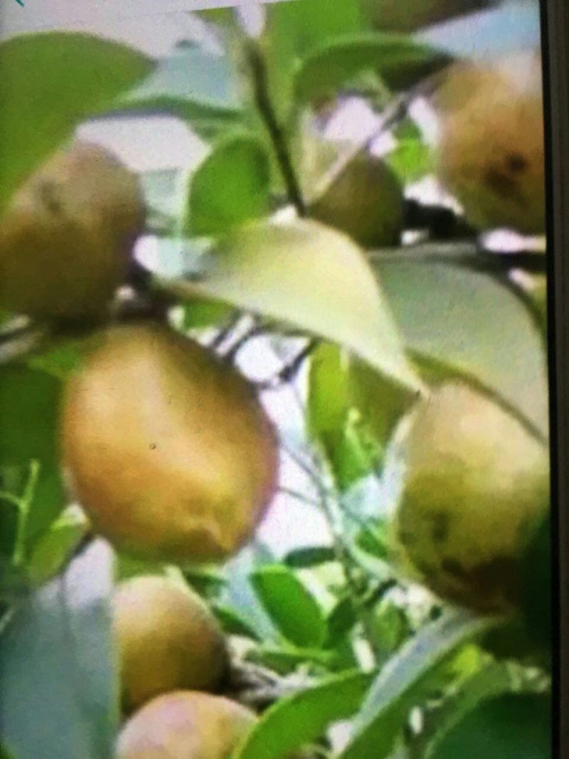 本人有大量白花油茶苗