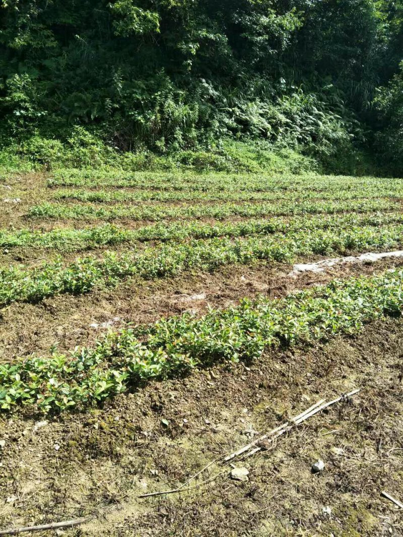 本人有大量白花油茶苗