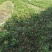 本人有大量白花油茶苗
