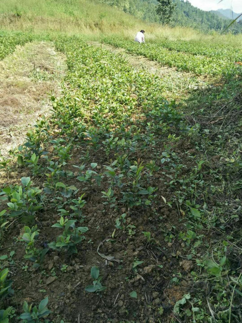 本人有大量白花油茶苗