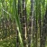 『种植大户』基地直采优质黑皮甘蔗发货装车一条龙