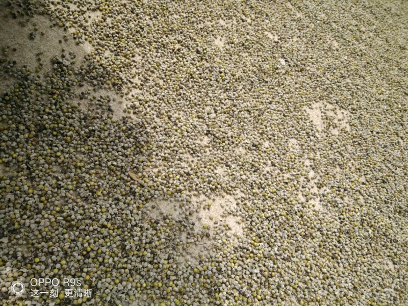 江西精品蔓荆子干货，产地一手货源，品质保证，量大从优