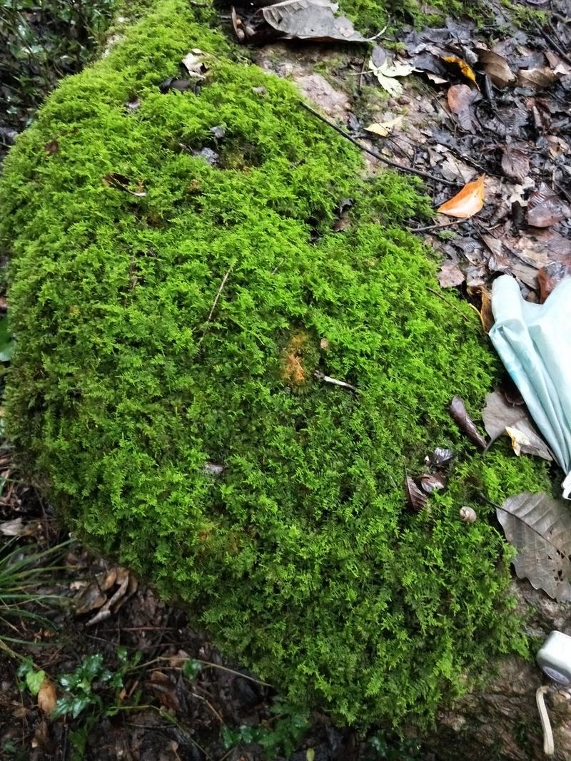 苔藓(大山老森林中野生苔藓)