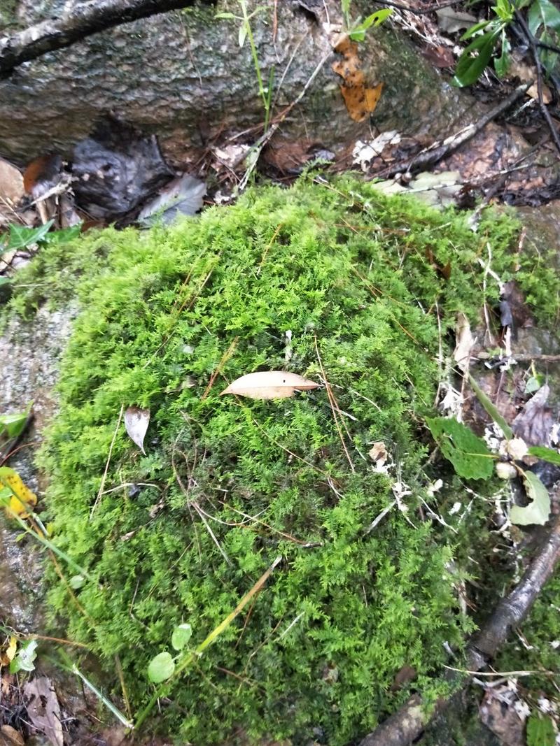 苔藓(大山老森林中野生苔藓)