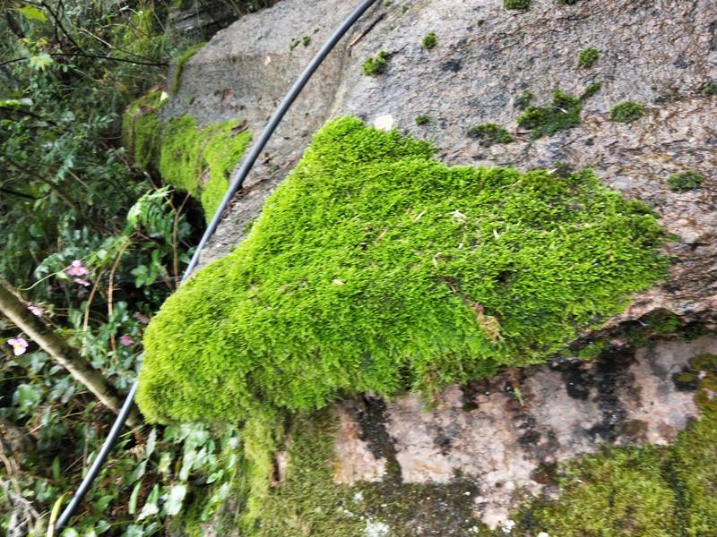 苔藓(大山老森林中野生苔藓)