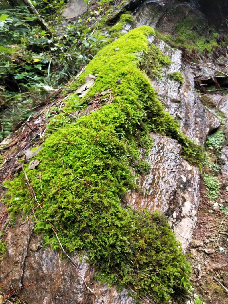 苔藓(大山老森林中野生苔藓)