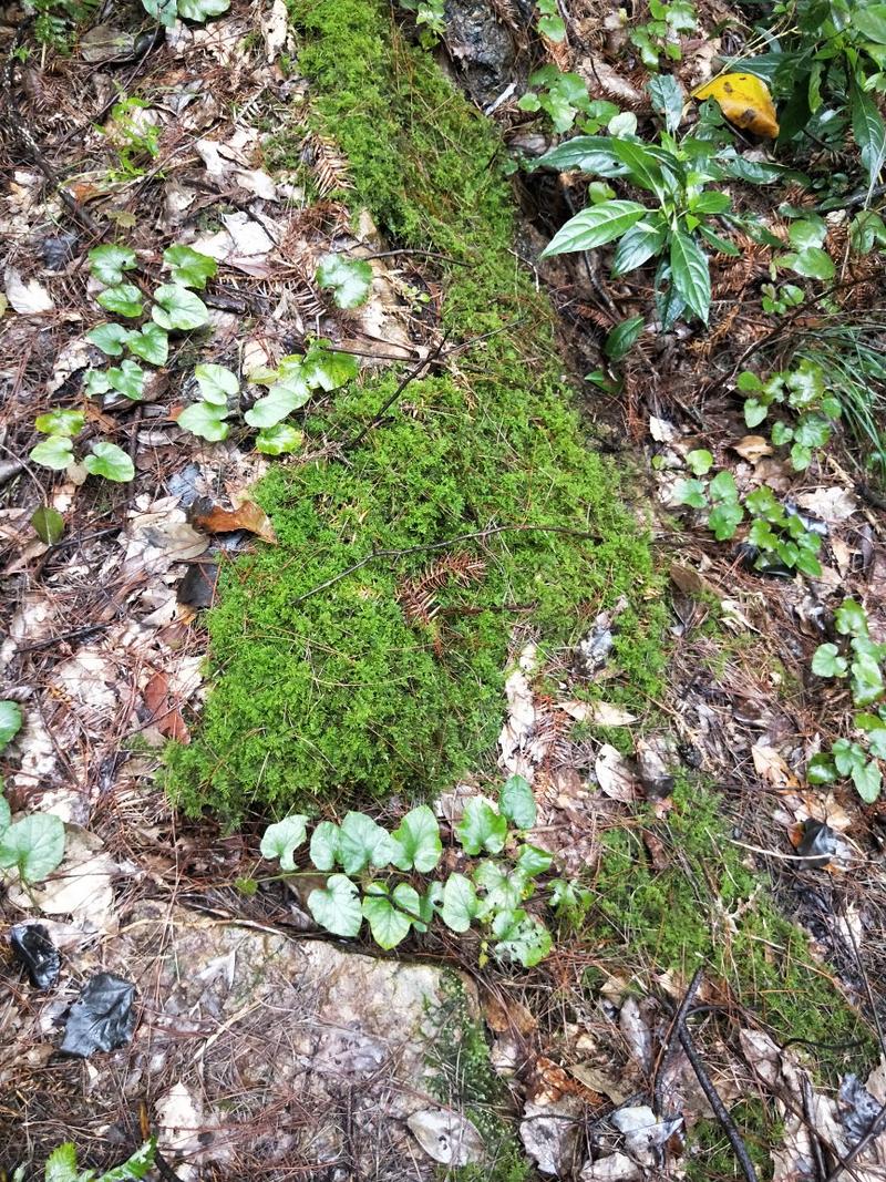 苔藓(大山老森林中野生苔藓)