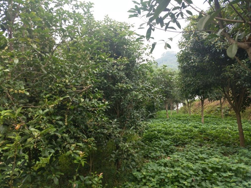 八月桂18-20cm量多