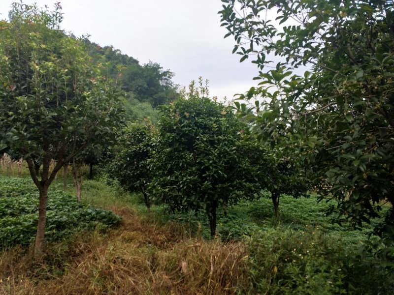 八月桂18-20cm量多