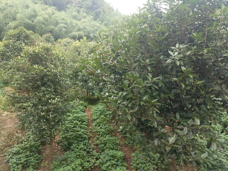八月桂18-20cm量多