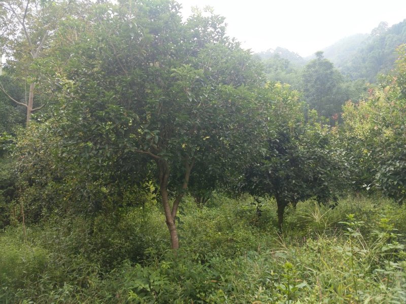 八月桂18-20cm量多