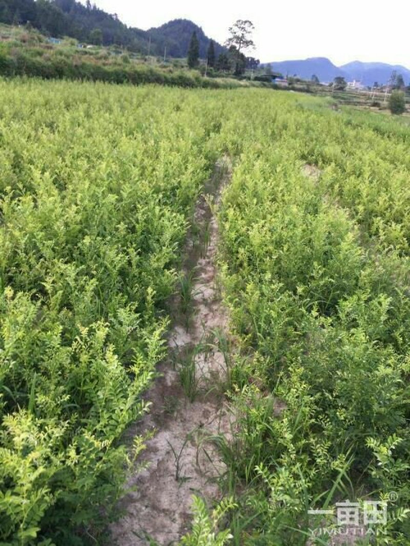 刺黎苗