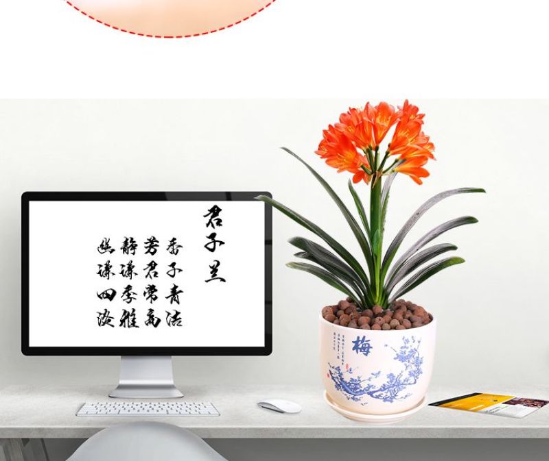 圆头和尚君子兰