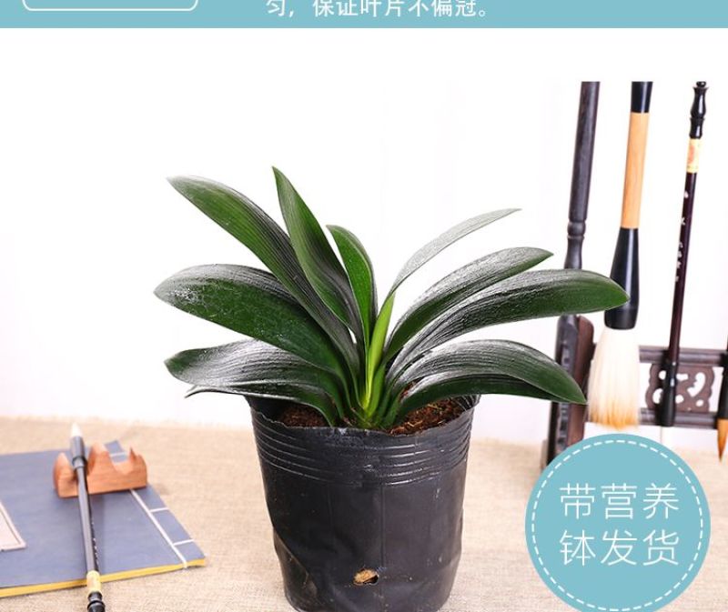 圆头和尚君子兰