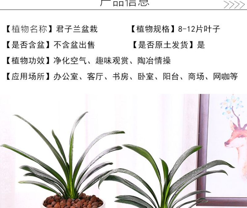 圆头和尚君子兰