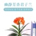 圆头和尚君子兰