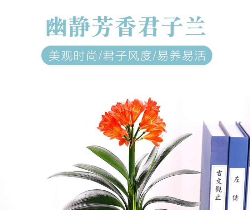 圆头和尚君子兰
