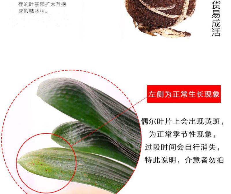 圆头和尚君子兰