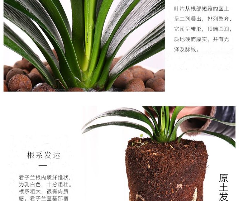 圆头和尚君子兰