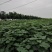 梓树苗