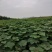 梓树苗
