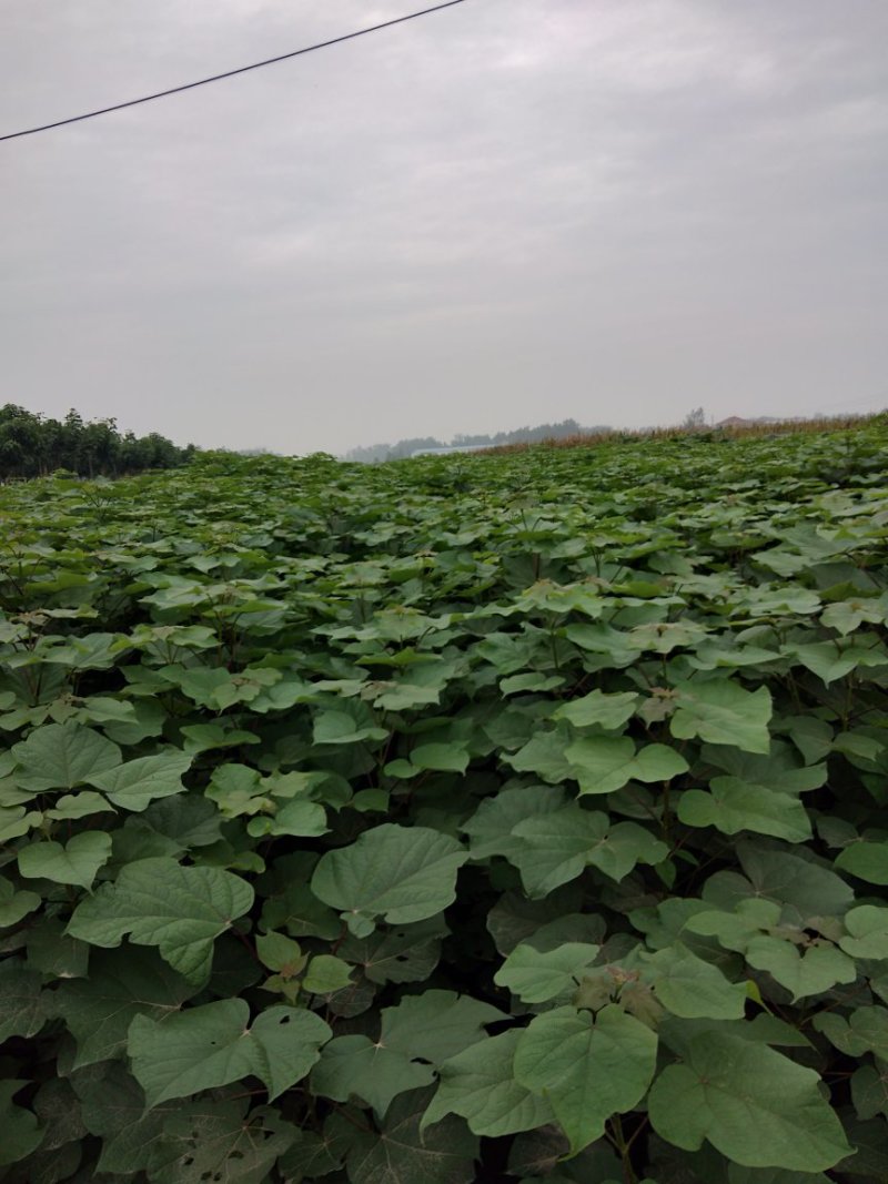 梓树苗