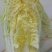 刚开园娃娃菜，货源充足，要的联系我