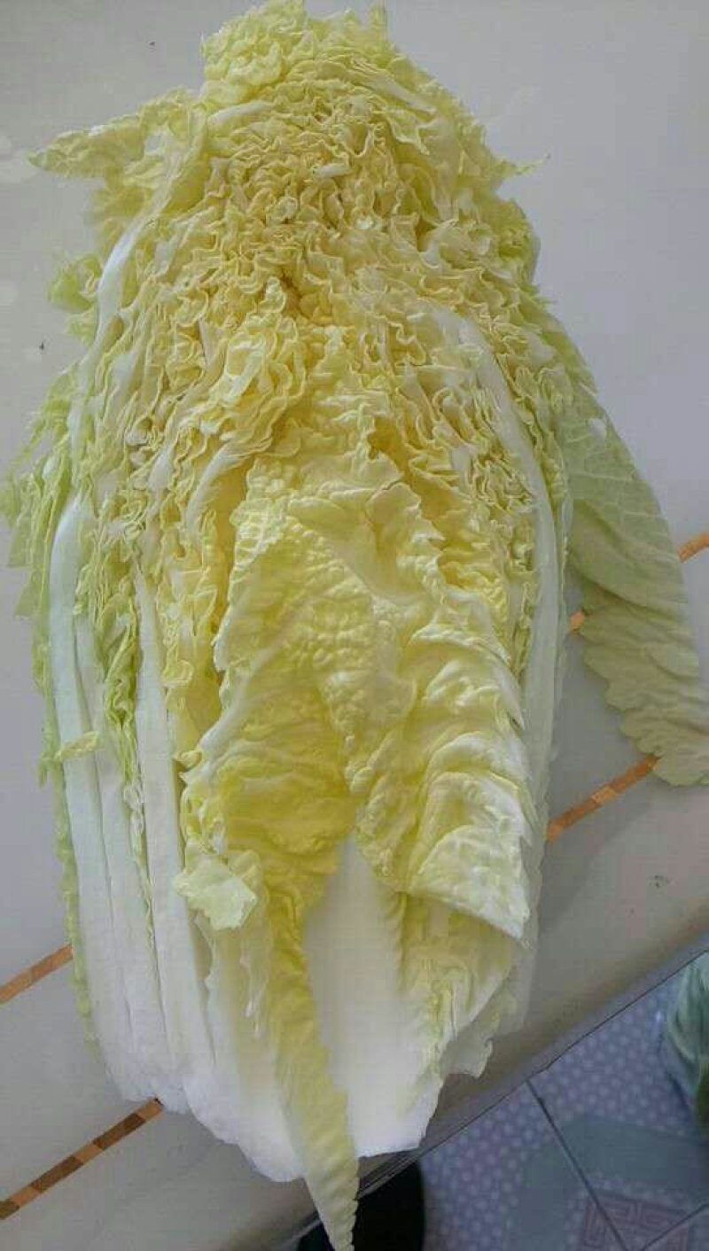 刚开园娃娃菜，货源充足，要的联系我