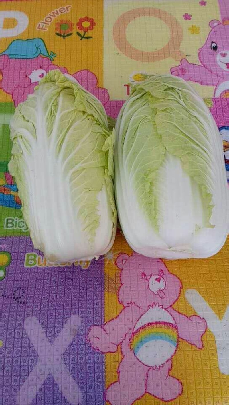 刚开园娃娃菜，货源充足，要的联系我