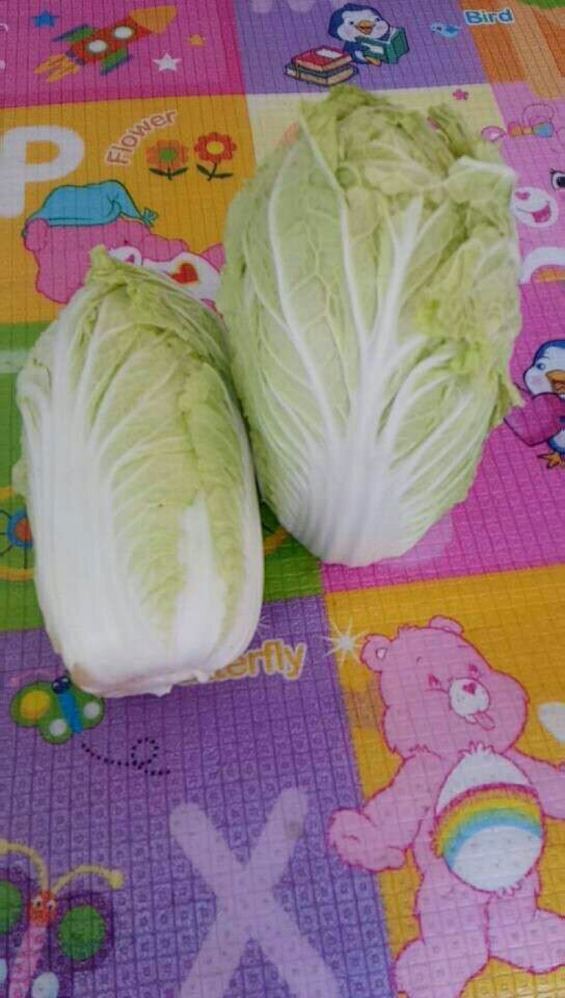 刚开园娃娃菜，货源充足，要的联系我
