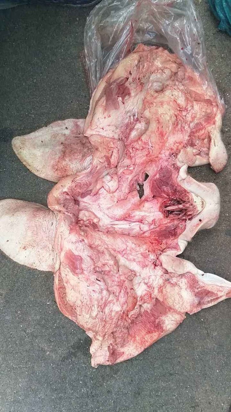 猪头皮泉州当天宰杀新鲜现货供应