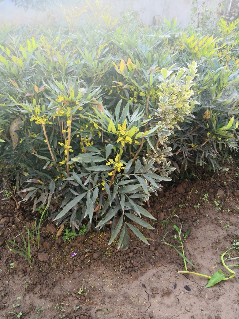 精品十大功劳
