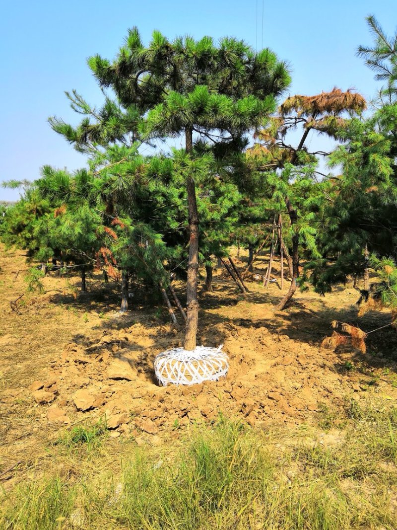 陕西本地造型，麦冬草