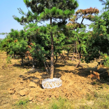 陕西本地造型，麦冬草